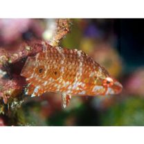 Oxycheilinus unifasciatus (Streets, 1877)