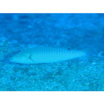 Hologymnosus doliatus (Lacepede, 1801)