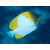 Hemitaurichthys polylepis (Bleeker, 1857)