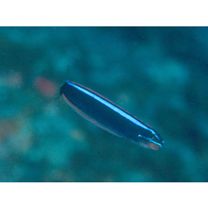 Plagiotremus rhinorhijnchos (Bleeker, 1852)