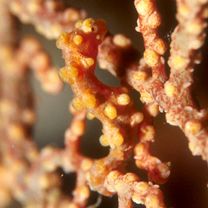 Hippocampus bargibanti Whitley, 1970