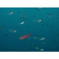 Pseudanthias flavoguttatus (Katayama et Masuda, 1980)