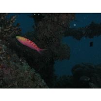 Pseudanthias flavoguttatus (Katayama et Masuda, 1980)