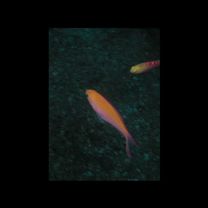 Pseudanthias bicolor (Randall, 1979)