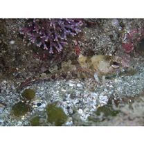 Furcina osimae Jordan et Starks, 1904