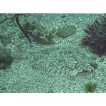 Pleuronectes yokohamae Gunther, 1877