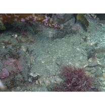 Pleuronectes yokohamae Gunther, 1877