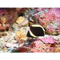 Chaetodontoplus melanosoma (Bleeker, 1853)
