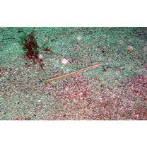 Gunnellichthys viridescens Dawson, 1968