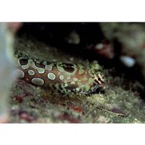 Neosynchiropus circularis (Fricke, 1984)