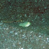 Iniistius verrens (Jordan et Evermann, 1902)