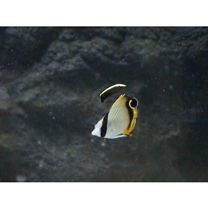 Labroides bicolor Fowler et Bean, 1928