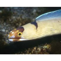 Gymnothorax sagmacephalus Bohlke, 1997