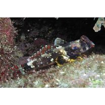 Neosynchiropus ocellatus (Pallas, 1770)