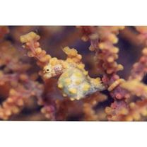 Hippocampus bargibanti Whitley, 1970