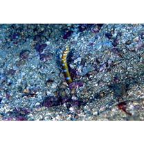 Gorgasia preclara Bohlke et Randall, 1981