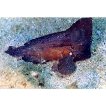 Ablabys macracanthus (Bleeker, 1852)