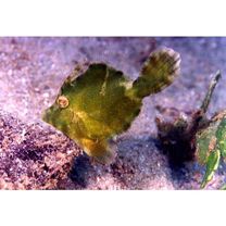 Monacanthidae, indet. gen. & sp