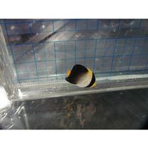 Chaetodontoplus mesoleucus (Bloch, 1787)