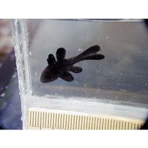 Apogonichthyoides melas (Bleeker, 1848)