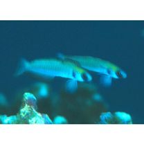 Ptereleotris zebra (Fowler, 1938)