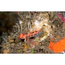 Neosynchiropus sp. 2