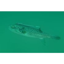 Arothron firmamentum (Temminck et Schlegel, 1847)