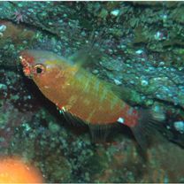 Plectranthias winniensis (Tyler, 1966)