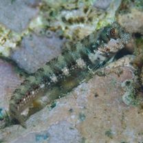 Mimoblennius atrocinctus (Regan, 1908)