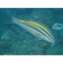 Parupeneus biaculeatus (Richardson, 1846)