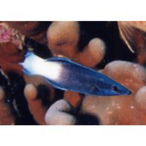 Labroides bicolor Fowler et Bean, 1928