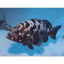 Epinephelus polyphekadion (Bleeker, 1849)