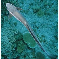 Echeneis naucrates Linnaeus, 1758