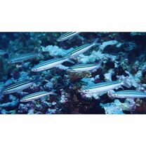 Pterocaesio trilineata Carpenter, 1987