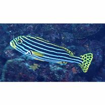 Plectorhinchus vittatus (Linnaeus, 1758)