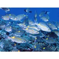 Gnathodentex aureolineatus (Lacepede, 1802)