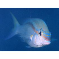 Scolopsis monogramma (Cuvier, 1830)