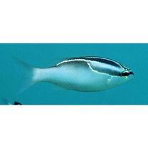 Scolopsis trilineatus Kner, 1868