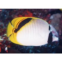 Chaetodon oxycephalus Bleeker, 1853