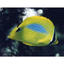 Chaetodon plebeius Cuvier, 1831