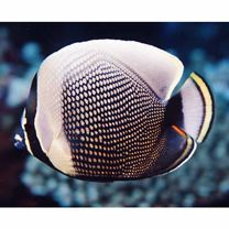 Chaetodon reticulatus Cuvier, 1831