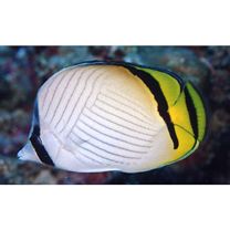 Chaetodon vagabundus Linnaeus, 1758