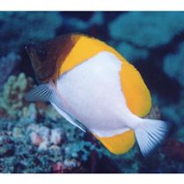 Hemitaurichthys polylepis (Bleeker, 1857)