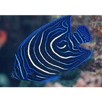 Pomacanthus semicirculatus (Cuvier, 1831)