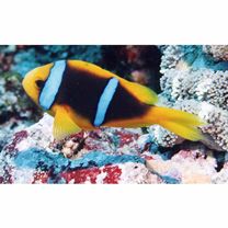 Amphiprion chrysopterus Cuvier, 1830