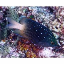 Plectroglyphidodon lacrymatus (Quoy et Gaimard, 1825)