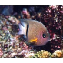 Plectroglyphidodon dickii (Lienard, 1839)