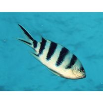 Abudefduf sexfasciatus (Lacepede, 1801)