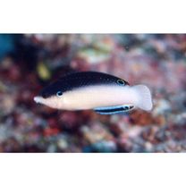 Anampses neoguinaicus Bleeker, 1878