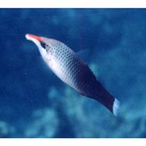 Gomphosus varius Lacepede, 1801